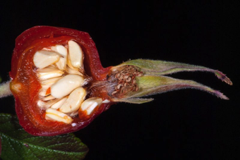 Hypanthium maturing into a Hip; the achenes are superior with styles extending through the small opening in the apex of the hypanthium - Rosa [Rosaceae]